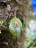 Image of Lepanthes falx-bellica Pupulin & Bogarín