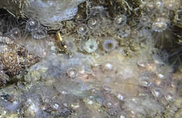 Image of gray encrusting anemone