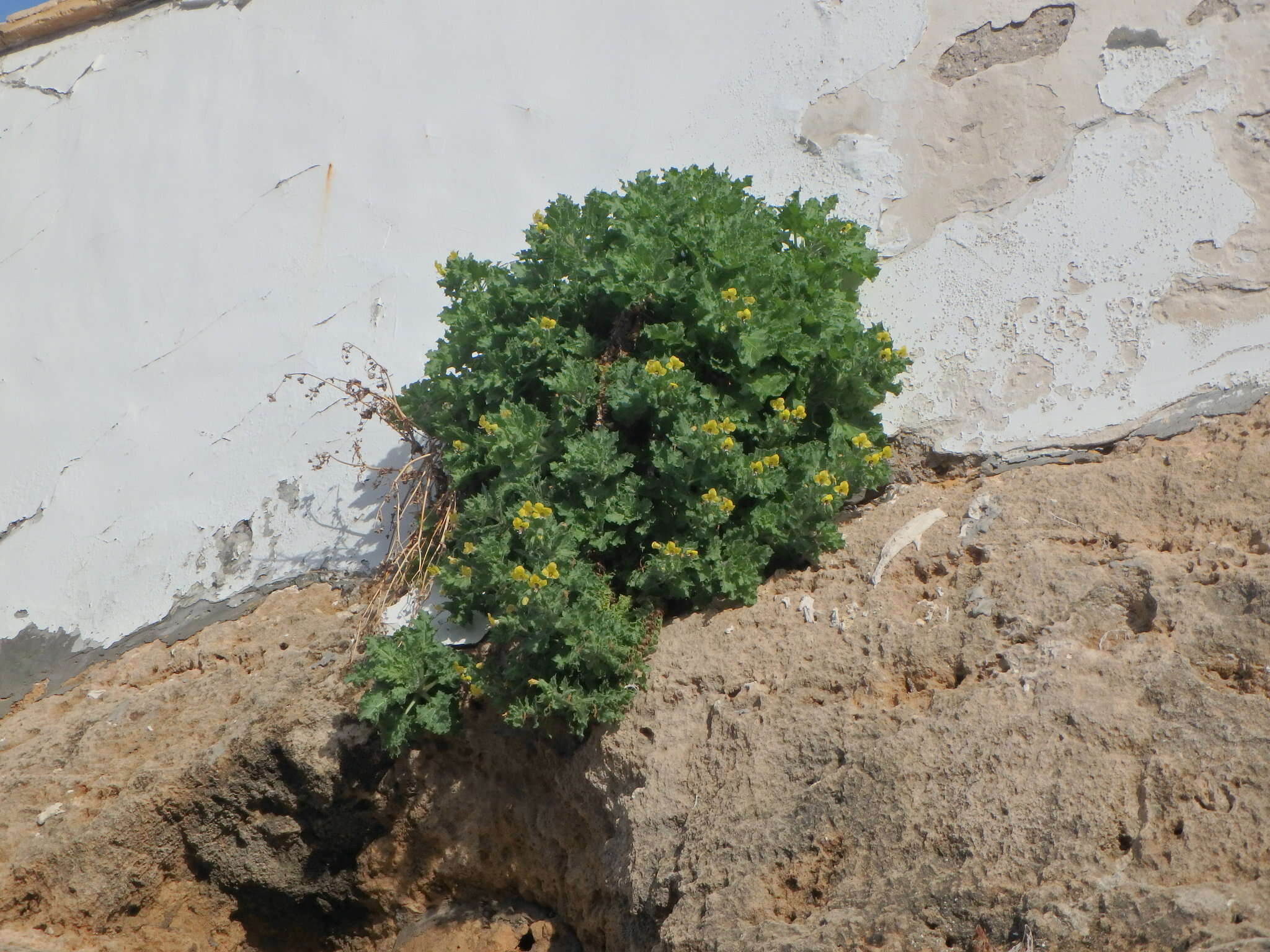 Image of Golden Henbane