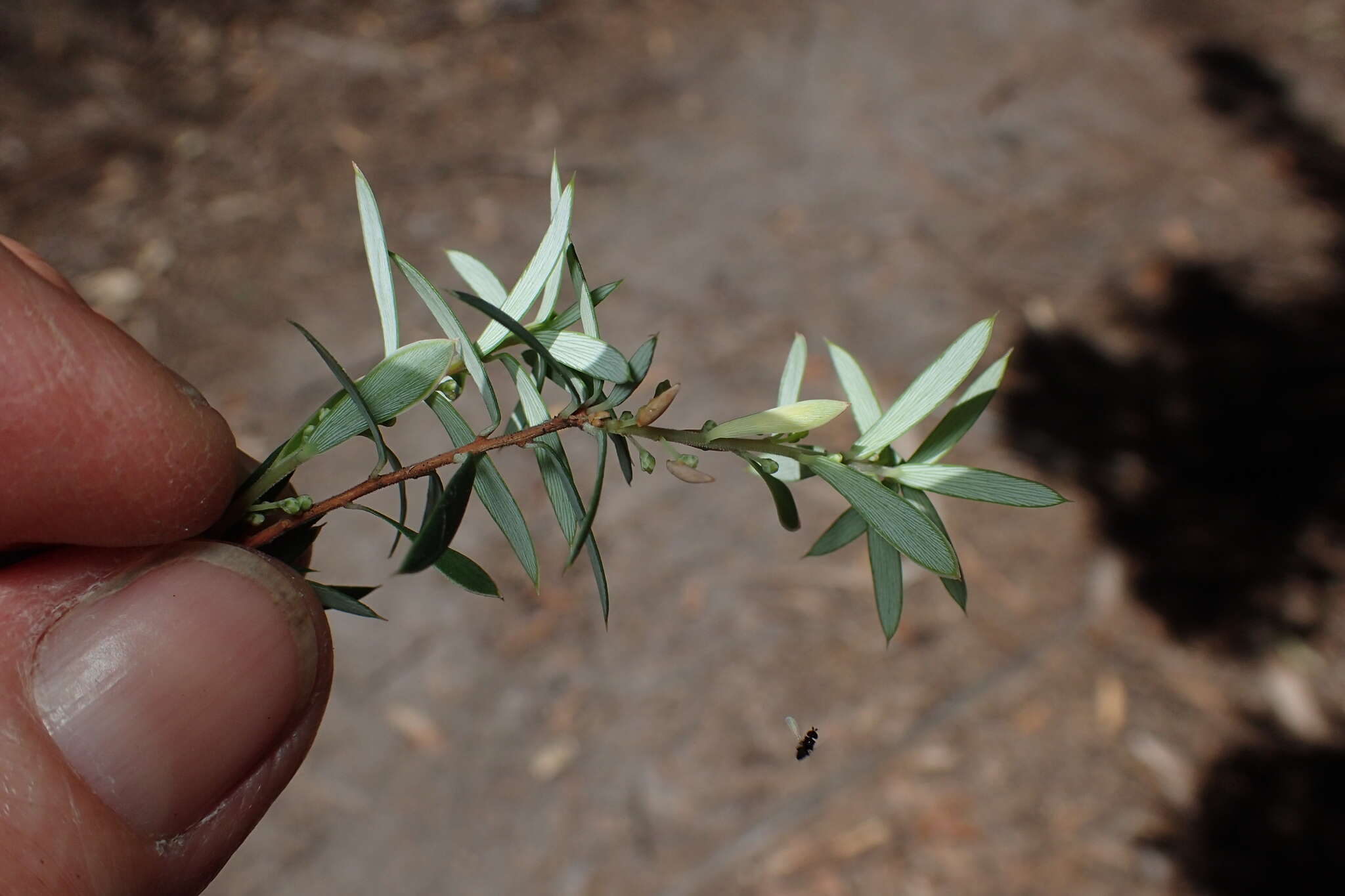 Image of Monotoca glauca (Labill.) Druce