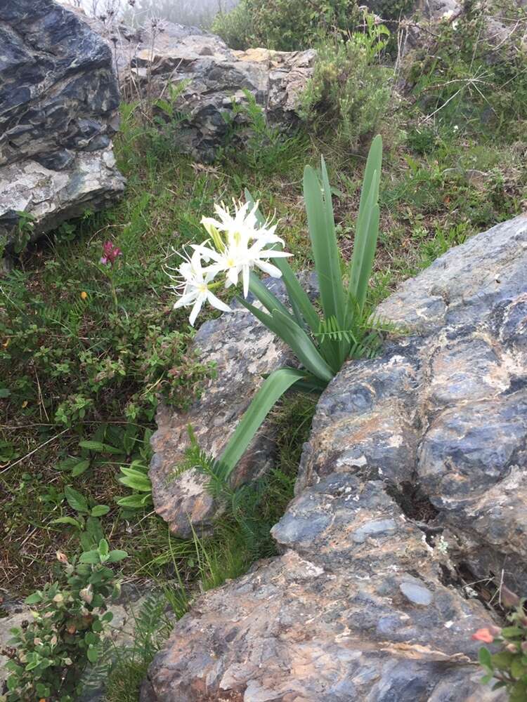 Imagem de Pancratium illyricum L.