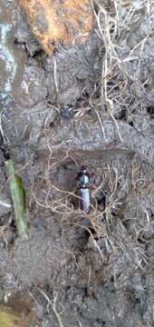 Image of Ground beetle