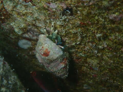 Image of green hermit crab