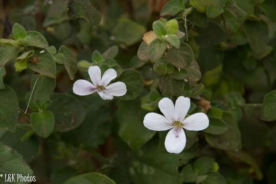 Imagem de Barleria submollis Lindau