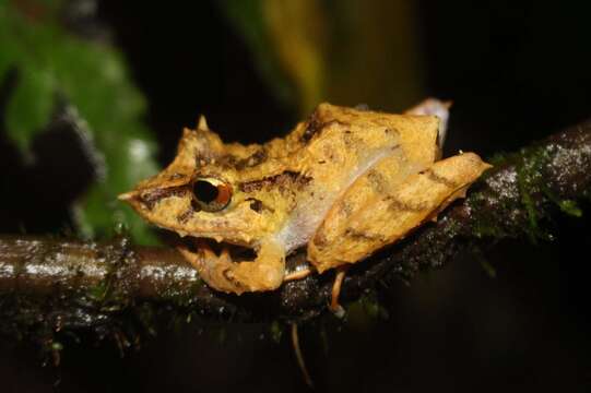 Imagem de Pristimantis appendiculatus (Werner 1894)