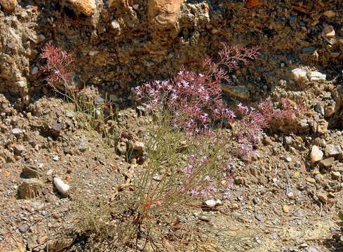 Image of Limonium insigne (Coss.) O. Kuntze