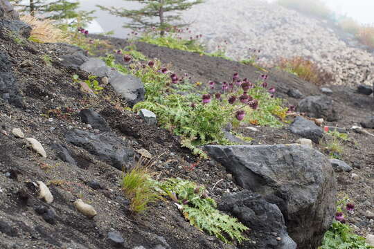 Imagem de Cirsium purpuratum (Maxim.) Matsum.