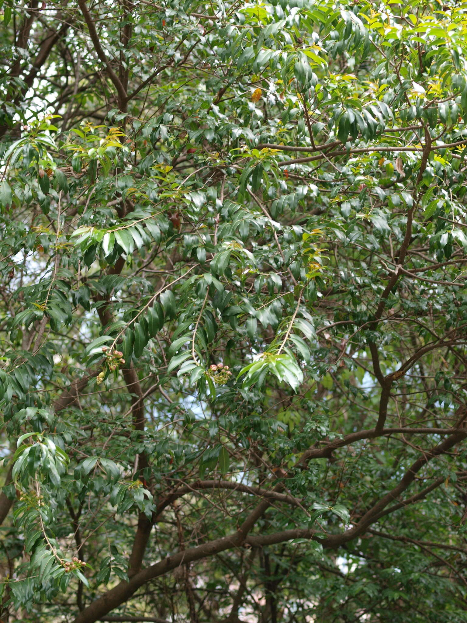 Image of Lafoensia acuminata (Ruiz & Pav.) DC.