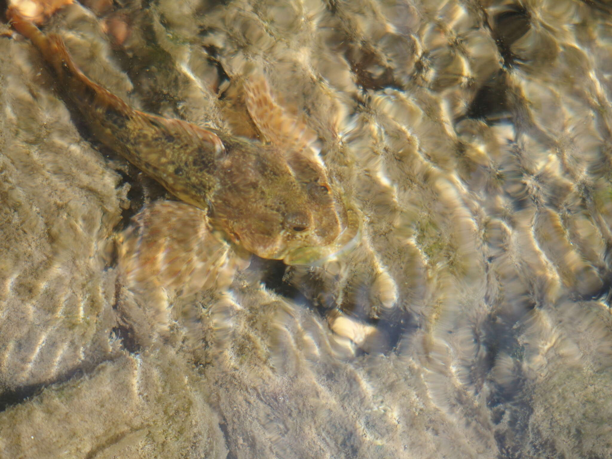 Imagem de Cottus immaculatus Kinziger & Wood 2010