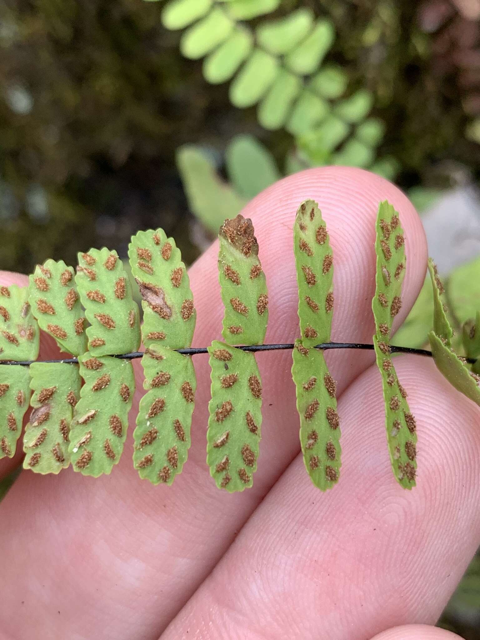 Image of blackstem spleenwort