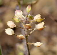 Image of Alyssum minutum Schlecht. ex DC.