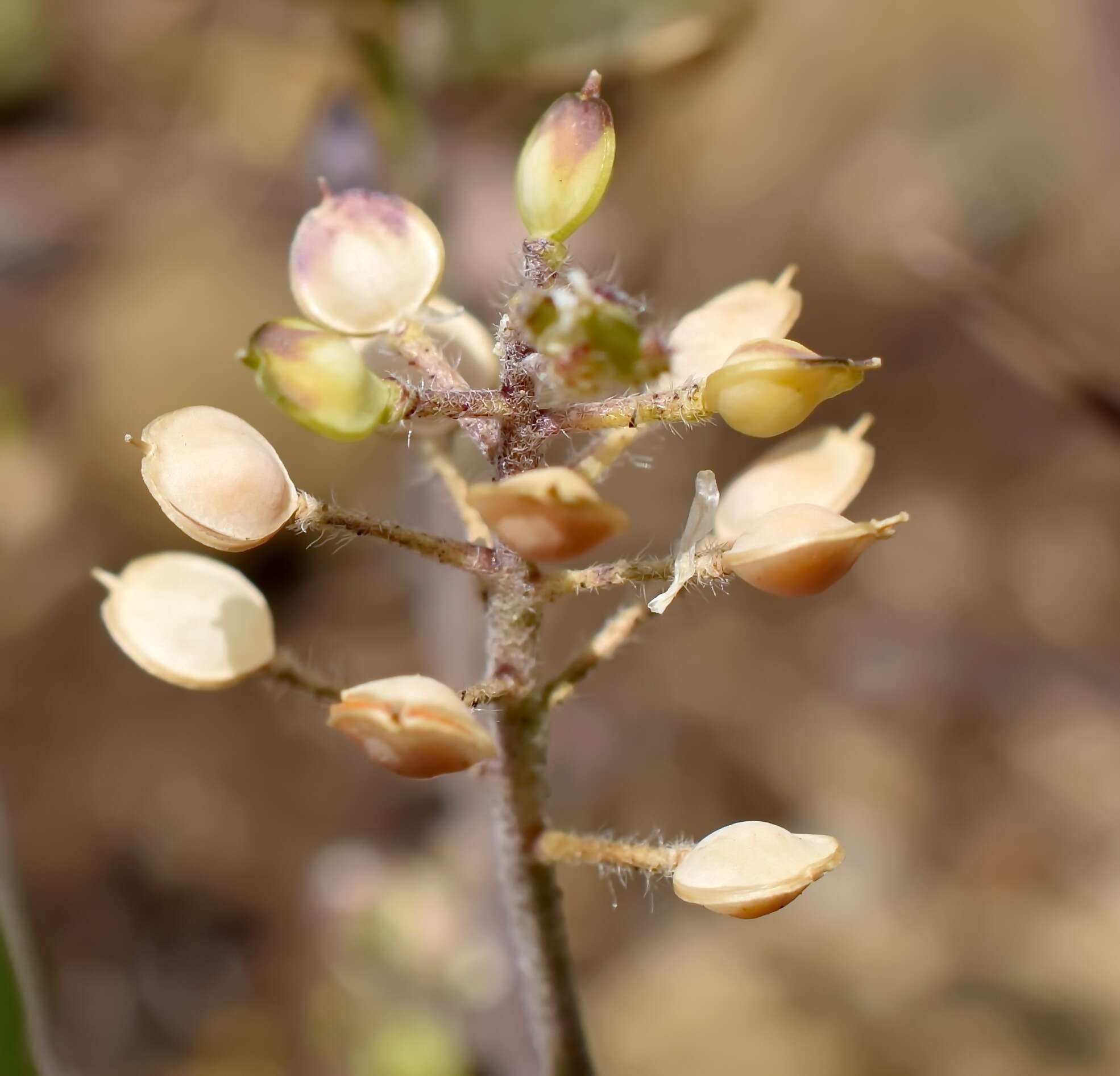 Plancia ëd Alyssum minutum Schlecht. ex DC.