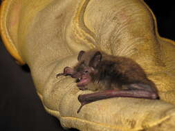 Image of little brown bat