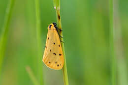 Imagem de Setina irrorella Linnaeus 1758