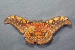 Image of Antheraea larissa (Westwood 1847)