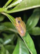 Image of Betsileo Reed Frog