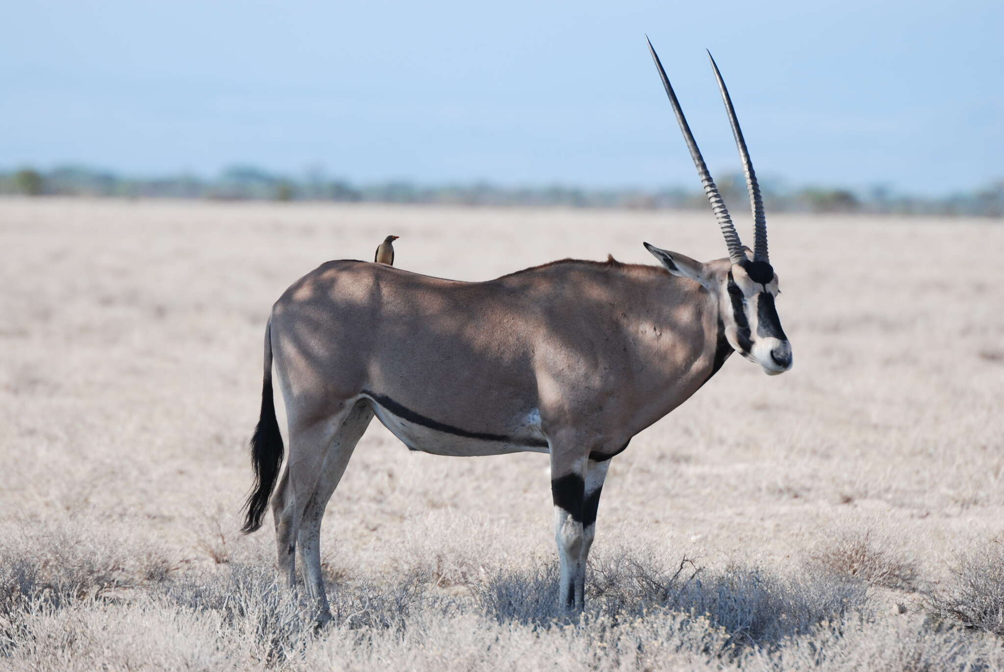 Image of Beisa Oryx