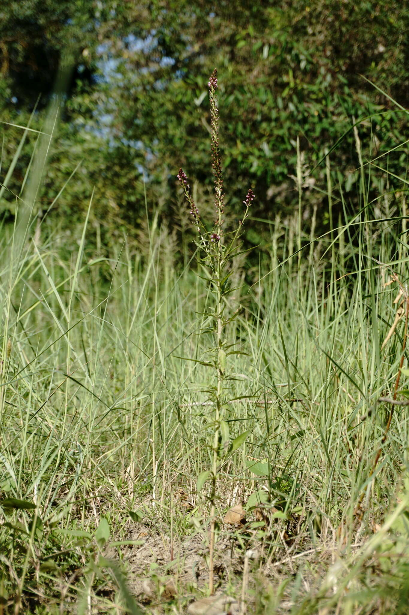 Image of Lysimachia dubia Solander