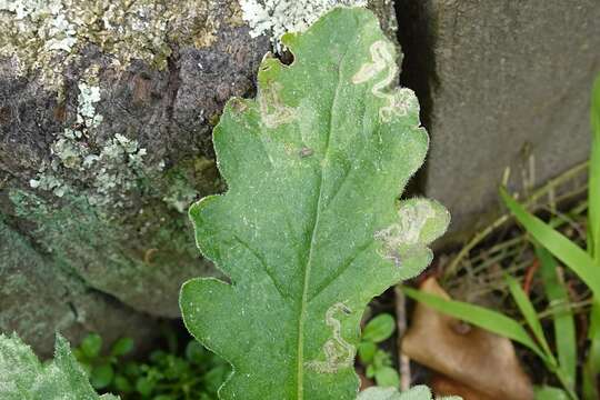 صورة Stigmella ogygia (Meyrick 1889) Dugdale 1988