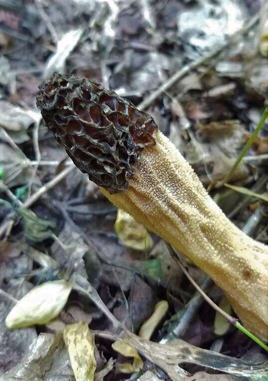 Image of Morchella angusticeps Peck 1887