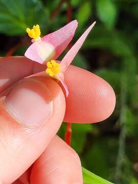 Image of Puerto Rico Begonia