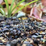 Image of Psilocybe angulospora Y. W. Wang & S. S. Tzean 2015