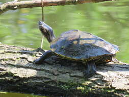 صورة Graptemys pseudogeographica pseudogeographica (Gray 1831)