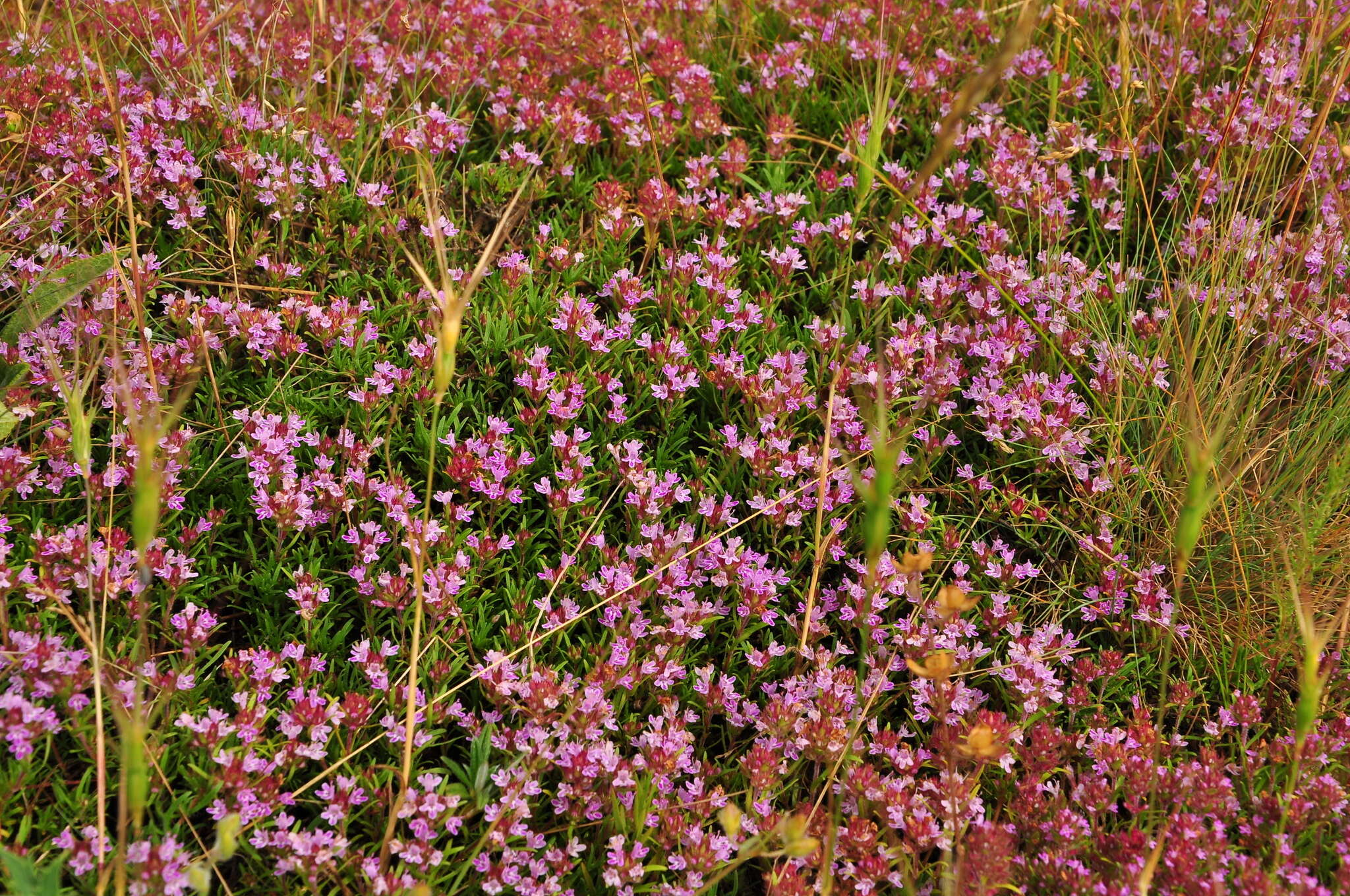 صورة Thymus callieri Borbás ex Velen.