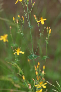 Imagem de Hypericum pulchrum L.