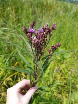 Image of prairie ironweed