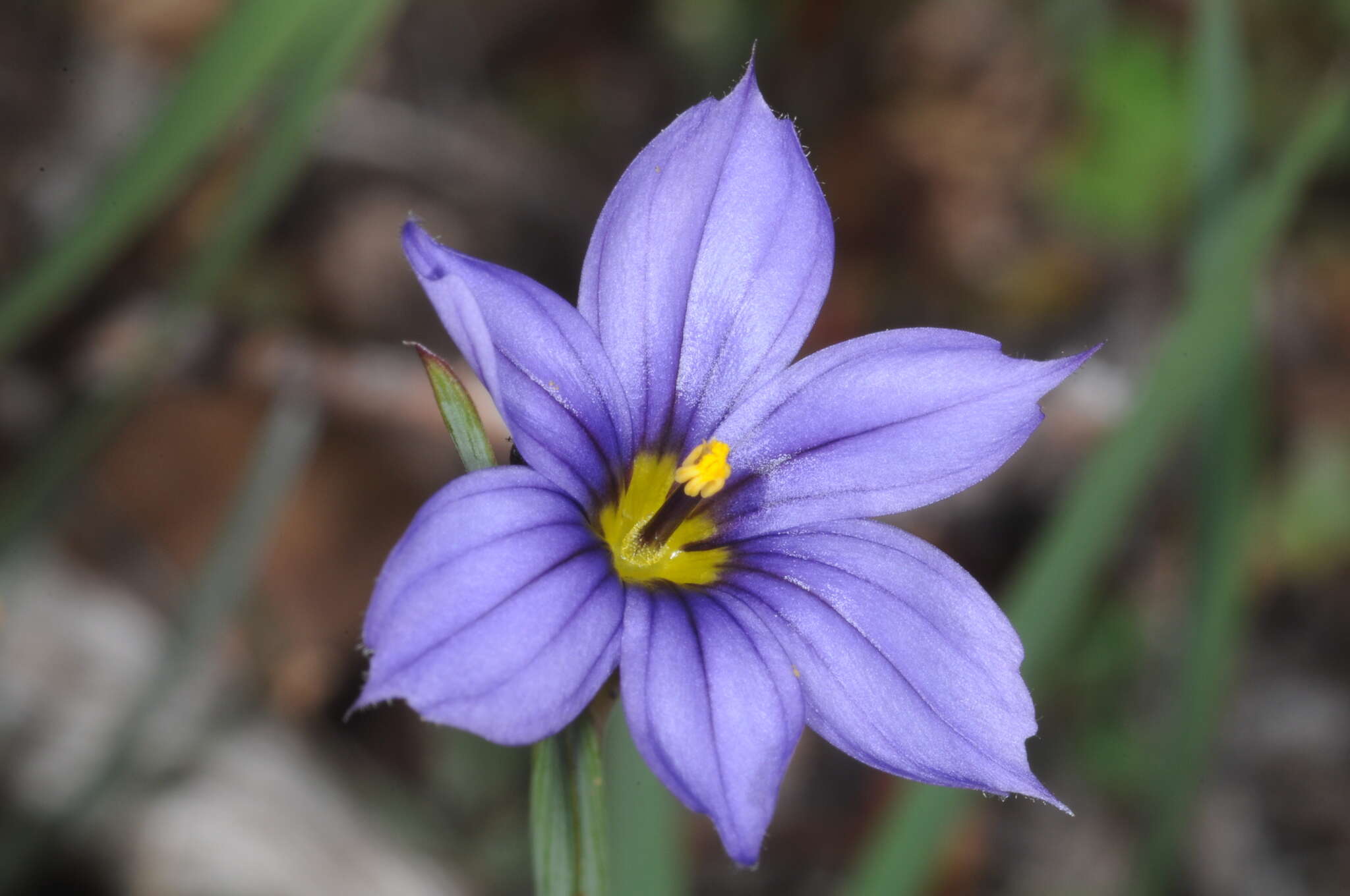 Image of swordleaf blue-eyed grass