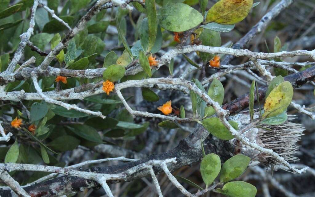 Plancia ëd Pterocelastrus tricuspidatus (Lam.) Walp.