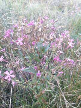 Atocion armeria var. lituanicum (Zapal.) Niketic & Stevan. resmi