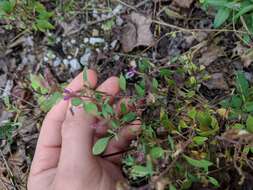 Image of blue waxweed