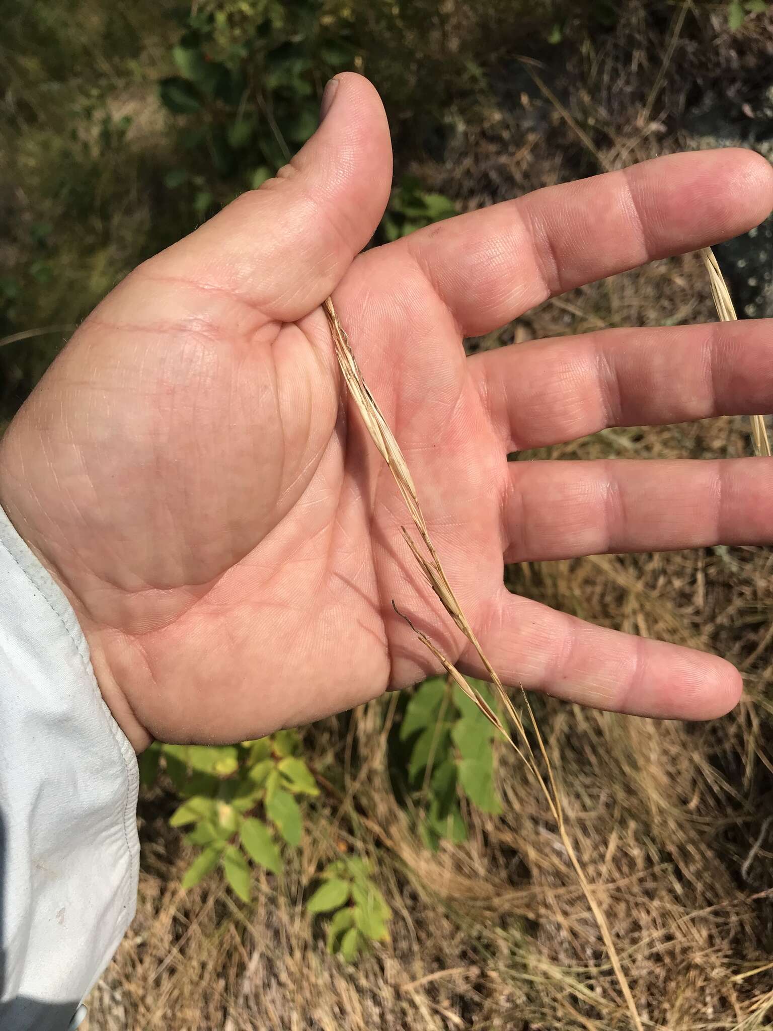 Imagem de Stipa spartea Trin.