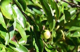 Image de Ficus superba var. henneana (Miq.) Corner