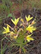 Imagem de Oenothera rhombipetala Nutt. ex Torr. & Gray