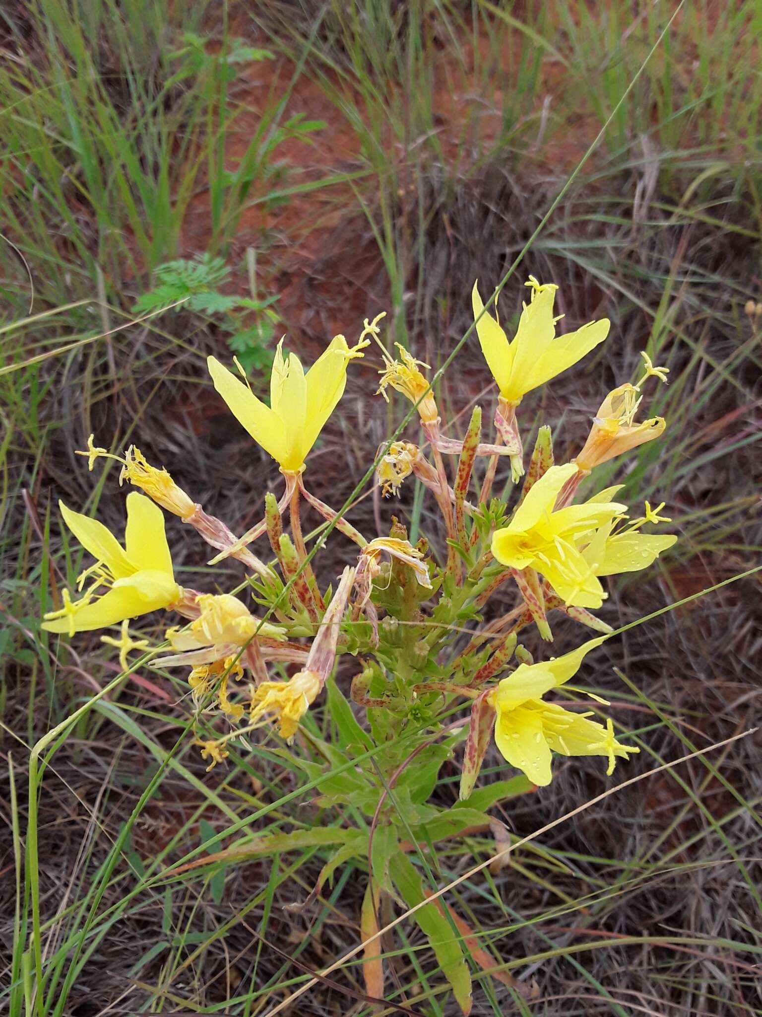 صورة Oenothera rhombipetala Nutt. ex Torr. & Gray