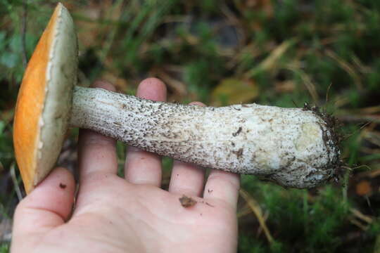 Image of Leccinum piceinum Pilát & Dermek 1974