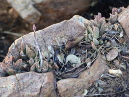 Image of Adromischus umbraticola C. A. Smith