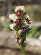 Orchis galilaea (Bornm. & M. Schulze) Schltr. resmi