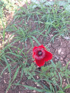 Imagem de Anemone coronaria L.