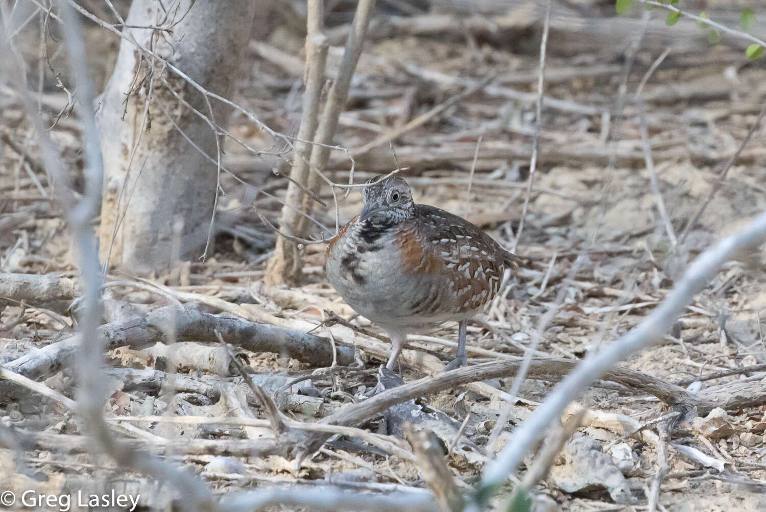 Image of Madagascan Buttonquail