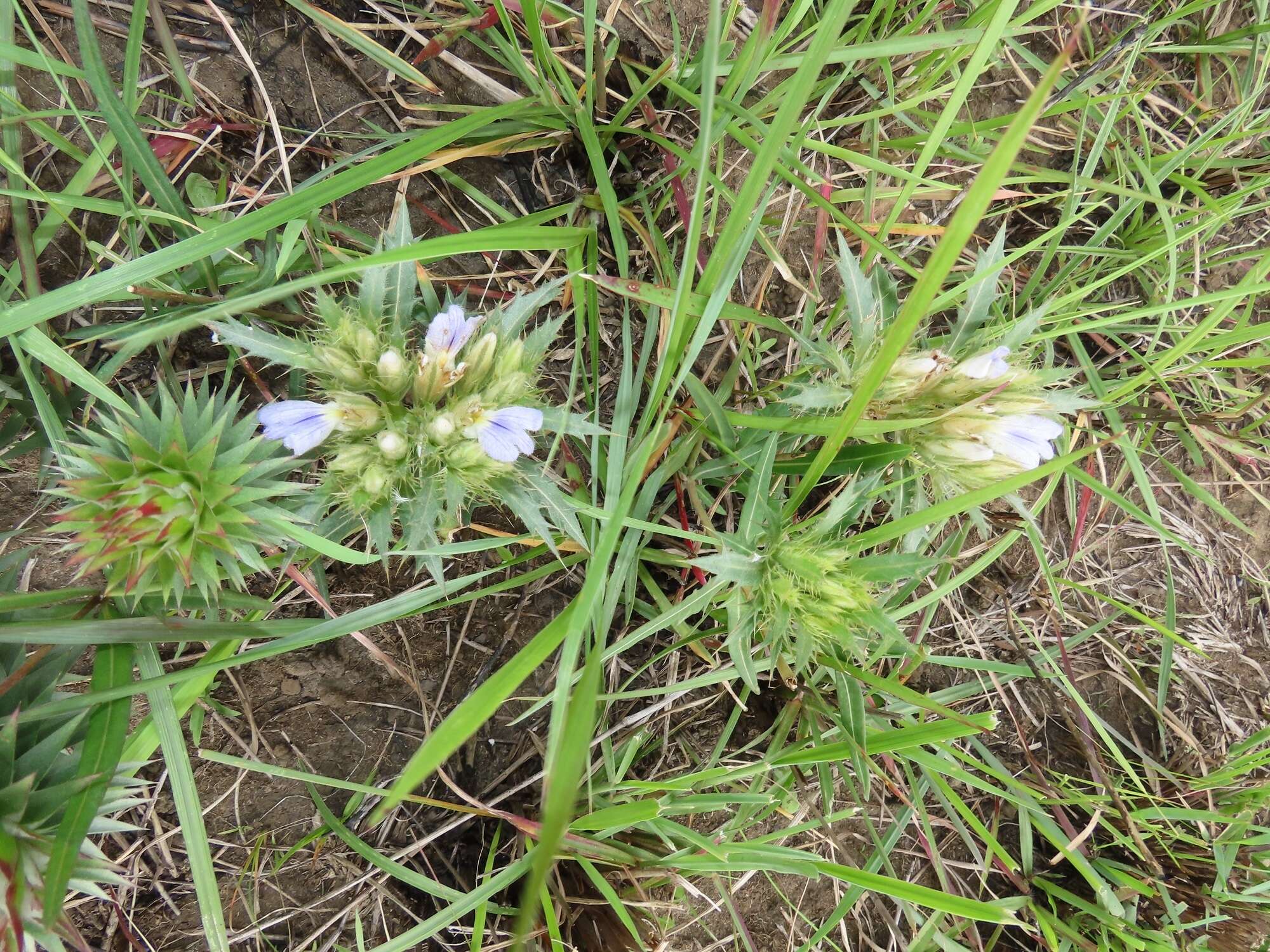 Blepharis sericea K. Vollesen resmi