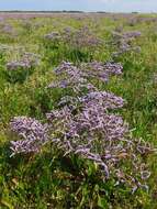 Image of Mediterranean sea lavender