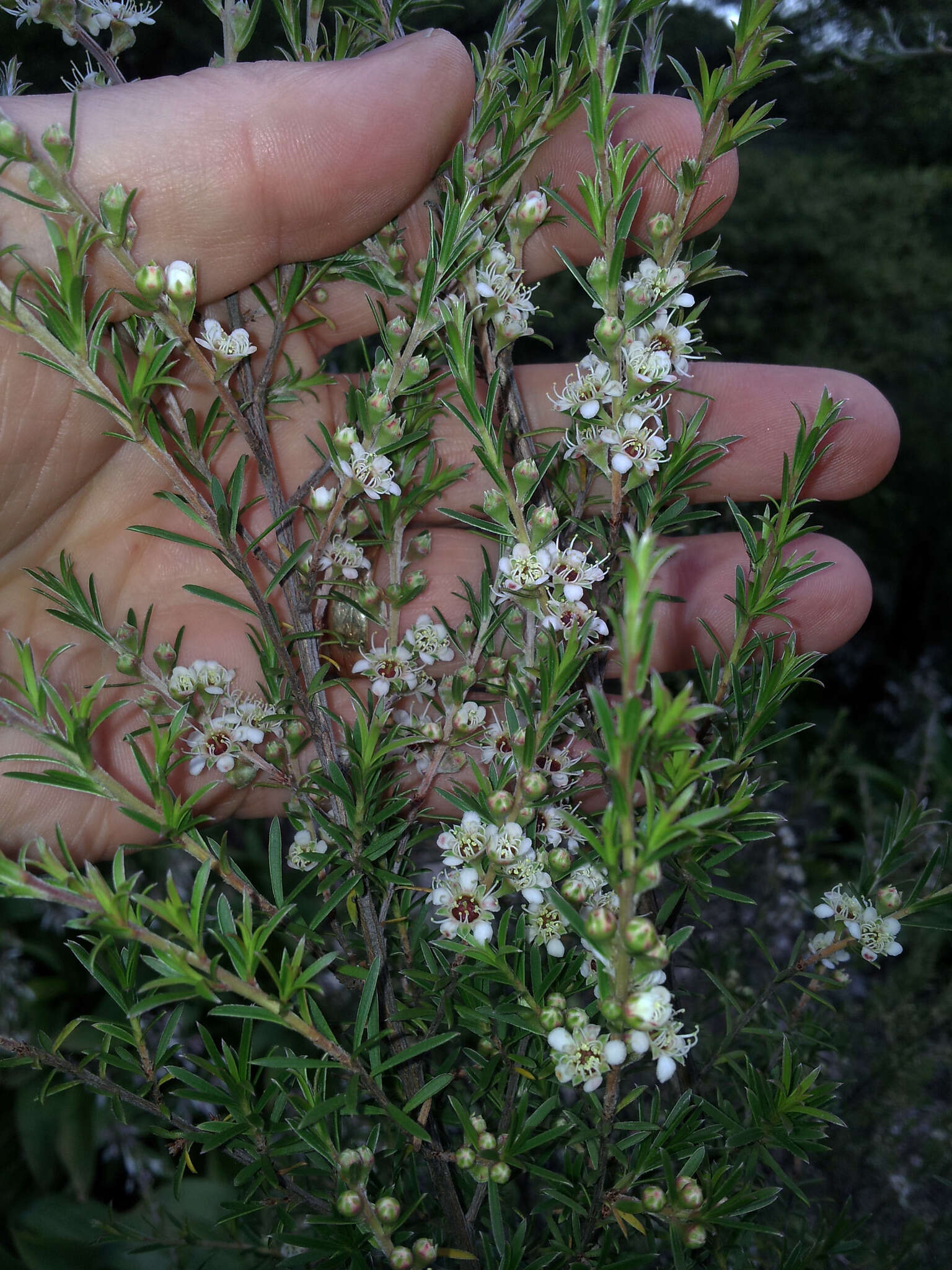 Image of Kunzea linearis (Kirk) de Lange & Toelken