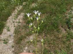 صورة Mononeuria muscorum (Fassett) Dillenb. & Kadereit