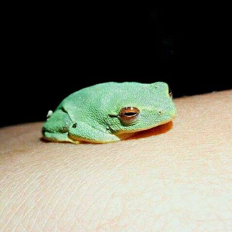 Image of Jayaram's bush frog