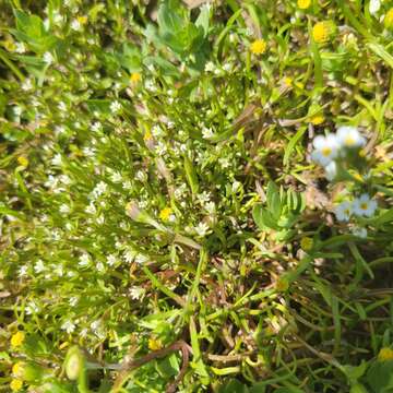 Image of Dwarf Calico-Flower