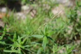 Image de Viguierella madagascariensis A. Camus